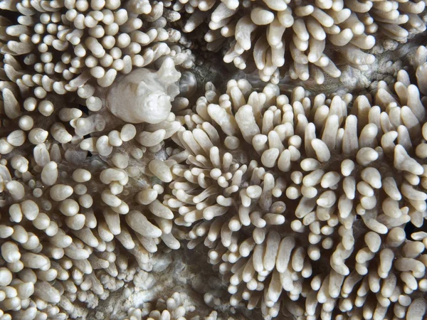 Coral Texture Bohol Sea Philippines — Stock Photo, Image