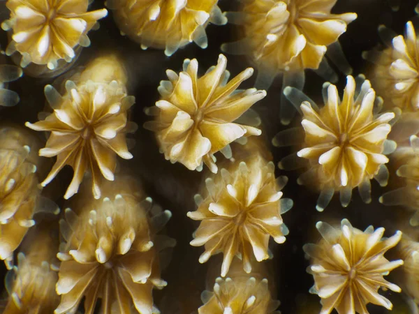 Textura Coral Bohol Sea Filipinas — Fotografia de Stock