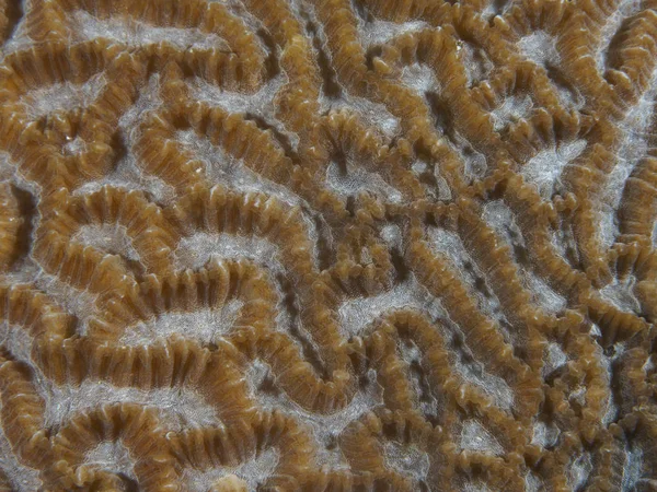 Struttura Del Corallo Nel Mare Bohol Filippine — Foto Stock