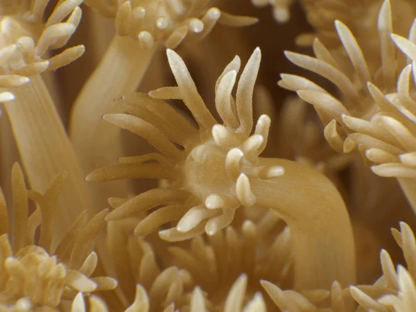 Coral Texture Bohol Sea Philippines — Stock Photo, Image