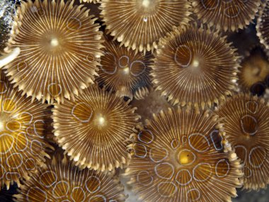 Mercan doku Bohol Denizi Türkiye