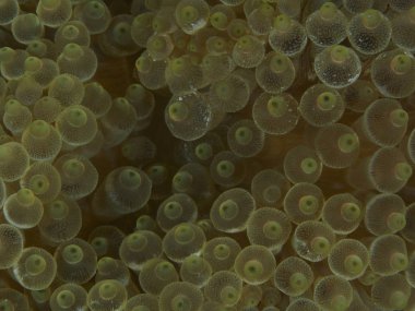 Mercan doku Bohol Denizi Türkiye