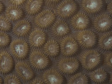 Mercan doku Bohol Denizi Türkiye