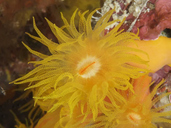 フィリピン ボホール海でサンゴのテクスチャ — ストック写真