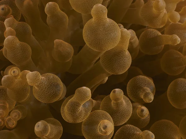 Struttura Del Corallo Nel Mare Bohol Filippine — Foto Stock