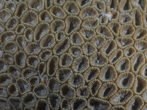 Coral Texture Bohol Sea Philippines — Stock Photo, Image