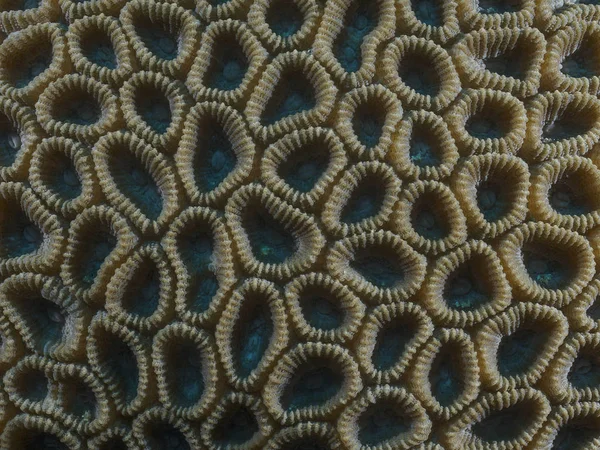 Koral Tekstury Morzem Bohol Filipiny — Zdjęcie stockowe
