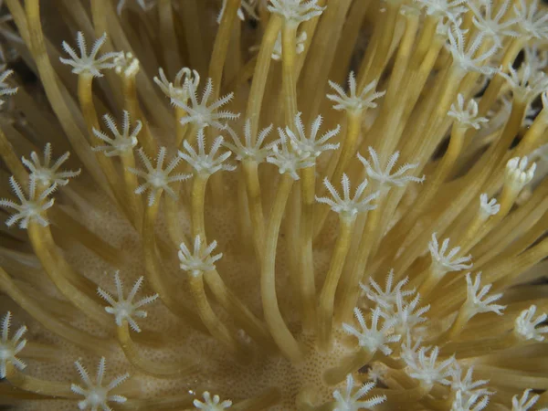 Textura Coral Bohol Sea Filipinas Fotos de stock