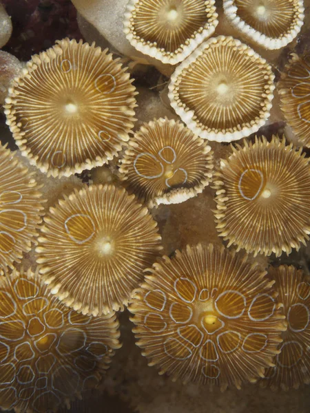 Textura Coral Bohol Sea Filipinas Imagen de archivo