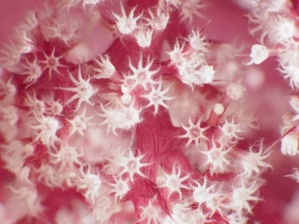 Textura Coral Bohol Sea Filipinas Imagen de archivo