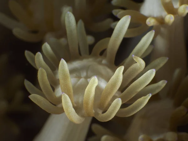 Textura Coral Bohol Sea Filipinas Imágenes de stock libres de derechos