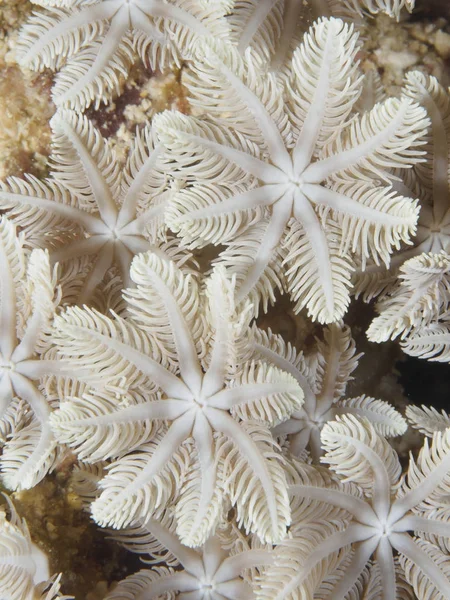 Textura Coral Bohol Sea Filipinas Imagen de stock
