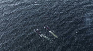 Norveçli bir göl üzerinde hızlı tekneler