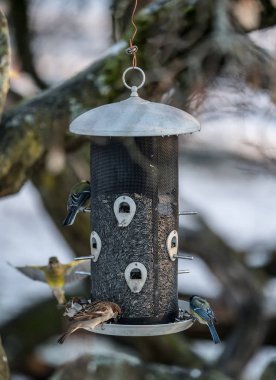 Oslo, Norveç'te kış kuşlar