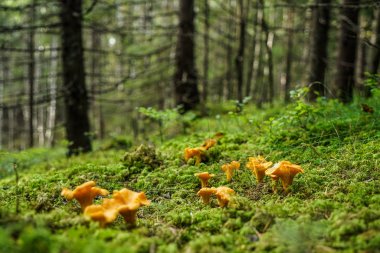 Chanterelle in  in South Norway clipart
