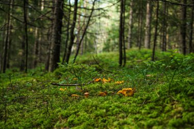 Cantharellus cibarius Güney Norveç'te