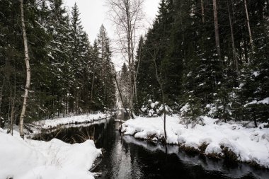Norveç'te kış orman