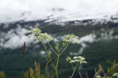 Geiranger alan Norveç'te