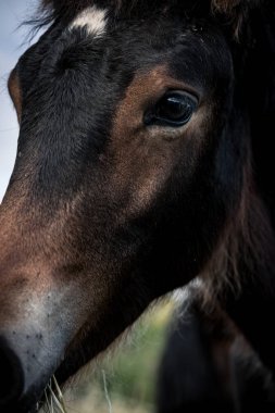 Güneşli bir günde atlar