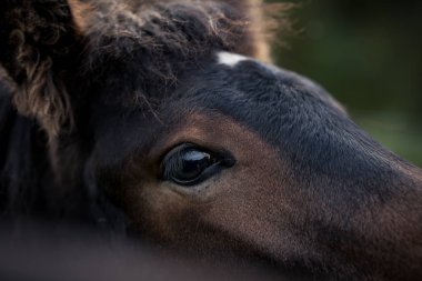 Güneşli bir günde atlar