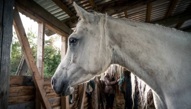 Güneşli bir günde atlar