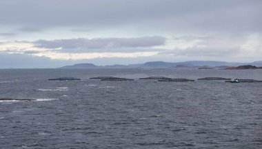 balık yetiştiriciliği