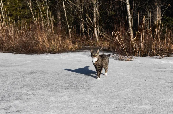 Winter Cat in Norway