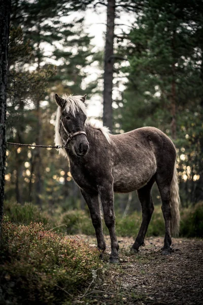 Kuzey Norveç'in Nordland at
