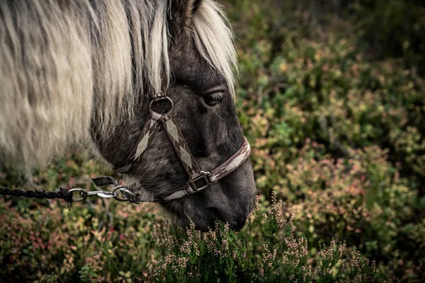 Nordland Horse North Norway — Stock Photo, Image