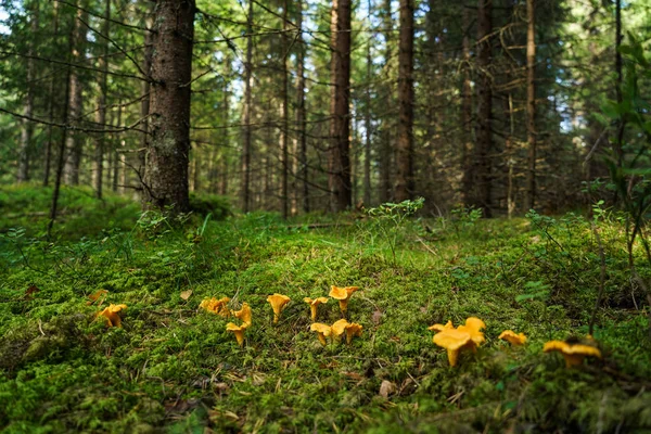 Kantareller Södra Norge — Stockfoto