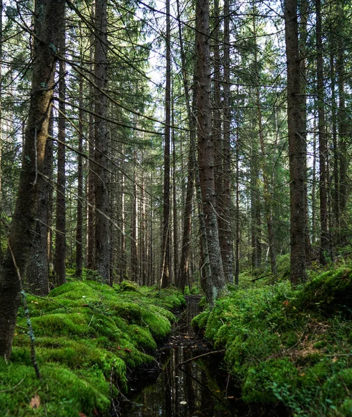 Тролльский Лес Норвегии — стоковое фото