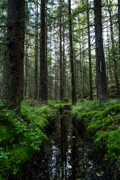 Trollskogen Norge — Stockfoto