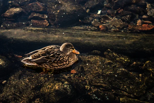 Утка Юге Норвегии — стоковое фото