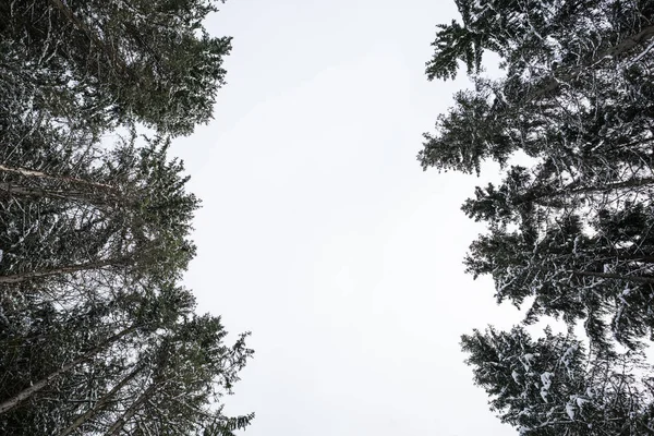 Vinter Skog Norge — Stockfoto