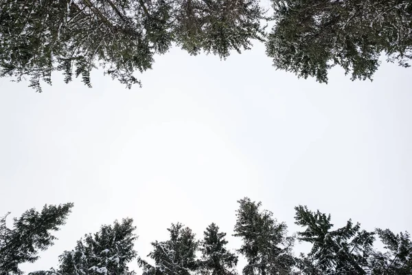 Vinter Skog Norge — Stockfoto