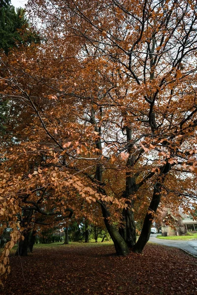 Otoño Oslo Sur Noruega — Foto de Stock