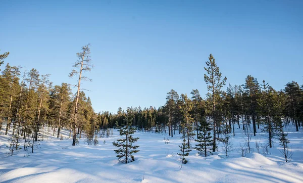 Foresta invernale — Foto Stock