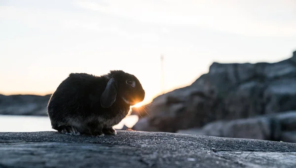 Západ slunce Bunny — Stock fotografie