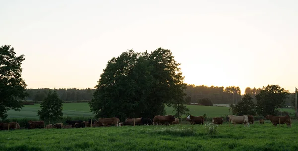 Late Night Cows