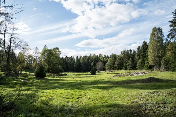 Wiese in einem Wald — Stockfoto