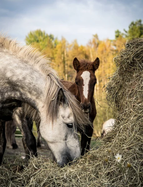 Horses on a sunny day — Stock Photo, Image