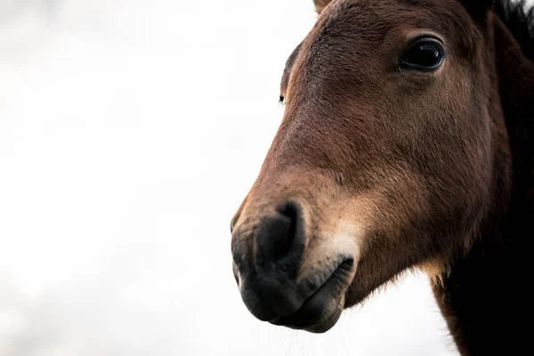 Close up of a foal — Stock Photo, Image