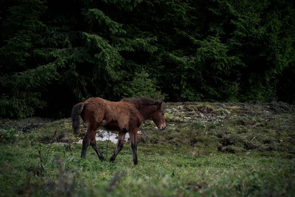 Caii într-o zi însorită — Fotografie, imagine de stoc