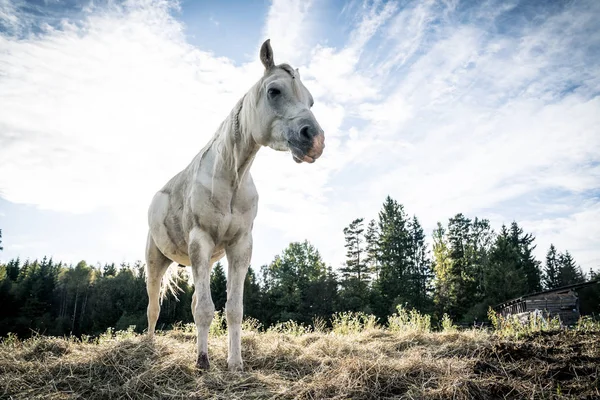 Caballo negro criado en patas traseras — Foto de stock © Julia_Siomuha