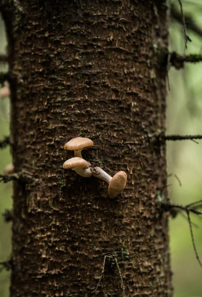 Svamp i ett träd — Stockfoto