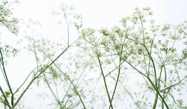 Zomer bloemen Rechtenvrije Stockfoto's