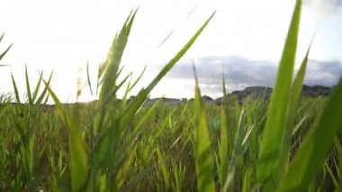 Rüzgarda Batı Norveç çavdar