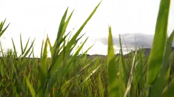 Σίκαλη Πνέει Στον Άνεμο Δυτική Νορβηγία — Αρχείο Βίντεο
