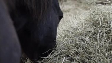 Norveç'te çim yeme atlar