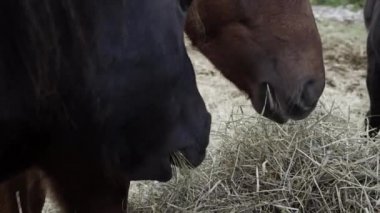 Norveç'te çim yeme atlar